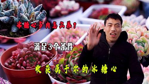 糖心肉视频,口感酥脆，甜而不腻，家庭必备美食教程