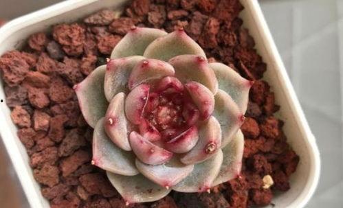 糖心肉视频,口感酥脆，甜而不腻，家庭必备美食教程